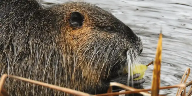 Close-up of a brown rat by the water, with a yellow object in its mouth.