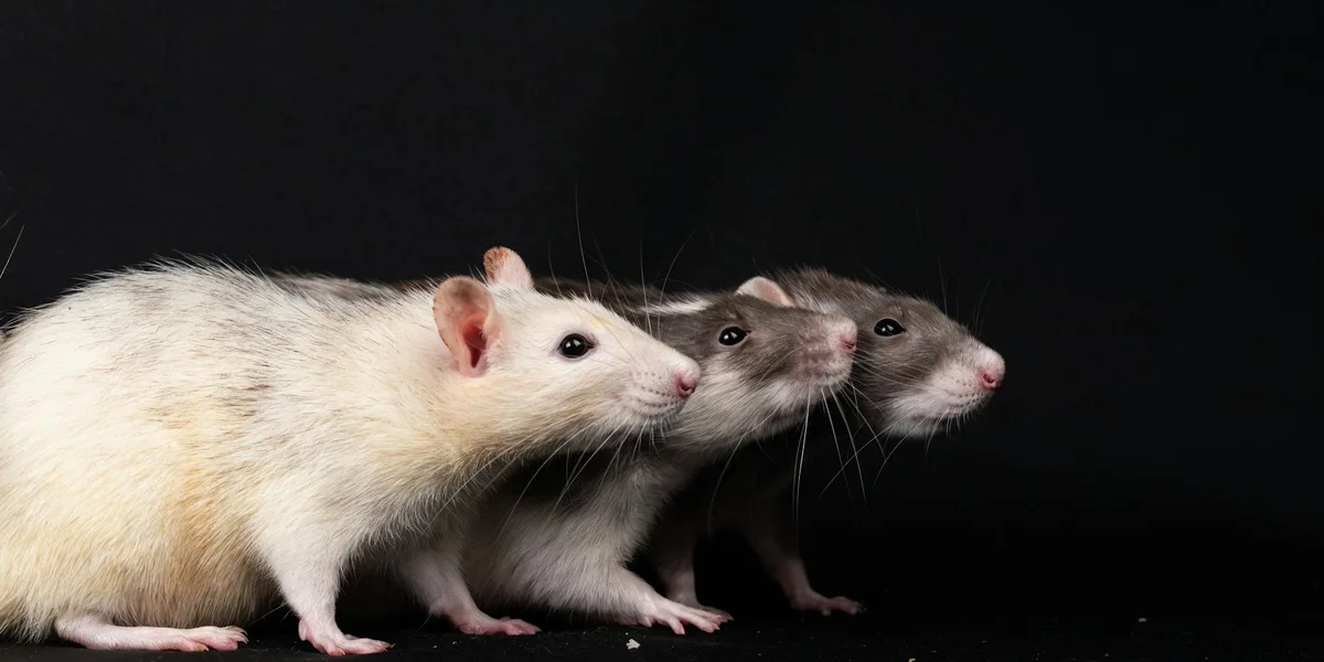 Three light-colored rats standing in a row against a black background, suggesting a prophetic warning in biblical visions.
