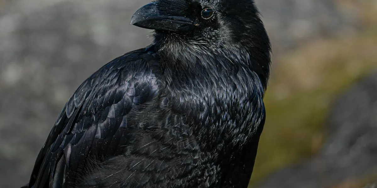 Close-up of a black raven with glossy feathers