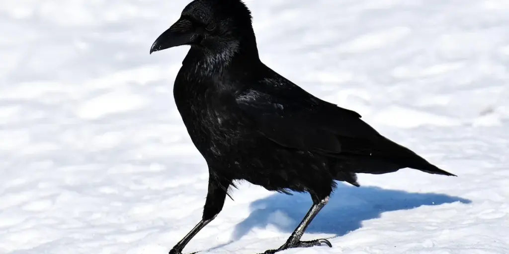 Dreaming of Ravens: Mystery, Symbolism, and Meaning