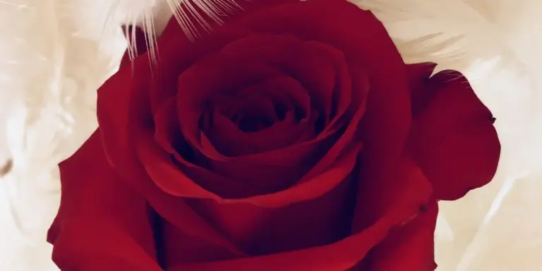 Close-up of a red rose with a soft, pale background.