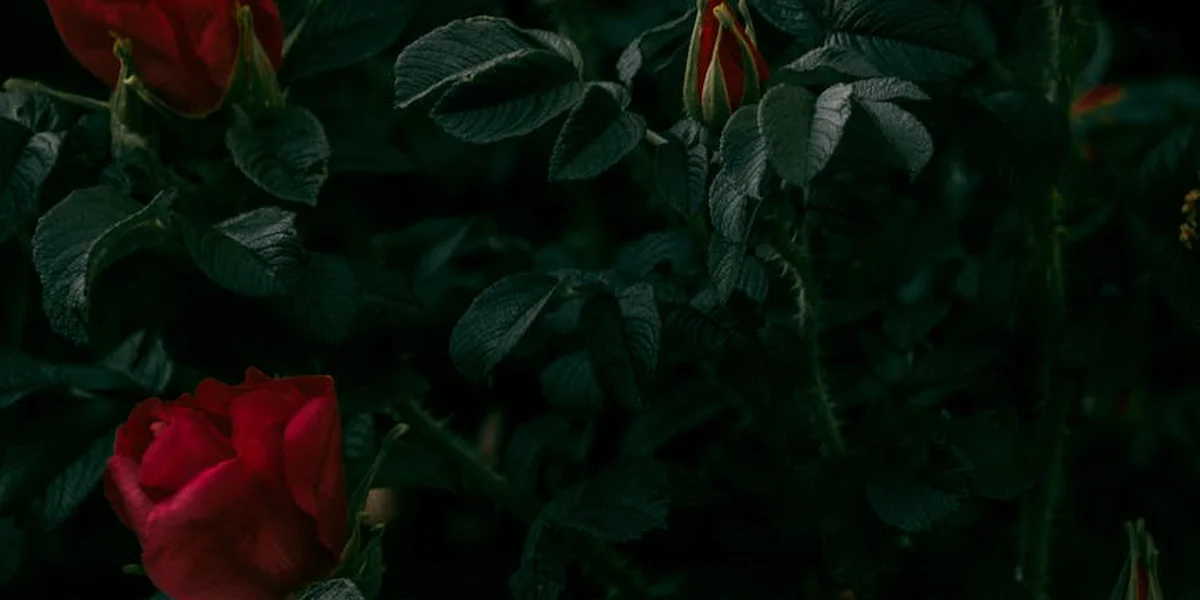 Close-up of red roses with dark green leaves in a dimly lit setting, suggesting passion and the subconscious.