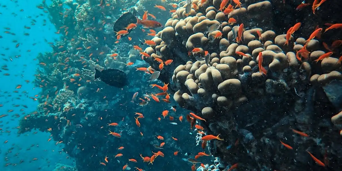 Underwater coral reef with a dense school of small orange fish swimming around large coral formations.