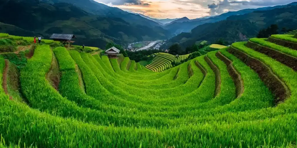 Spiritual Meaning of Rice in Dreams: Symbols of Growth and Nourishment