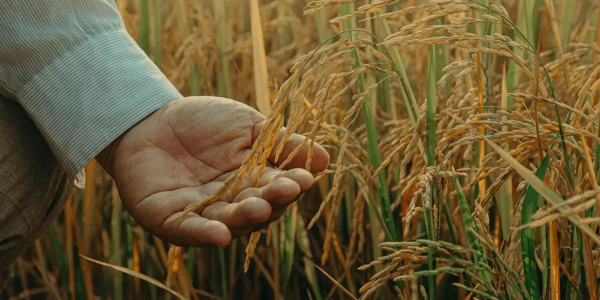 Close-up of a hand in a light-blue sleeve holding a handful of rice grains in a golden rice field.