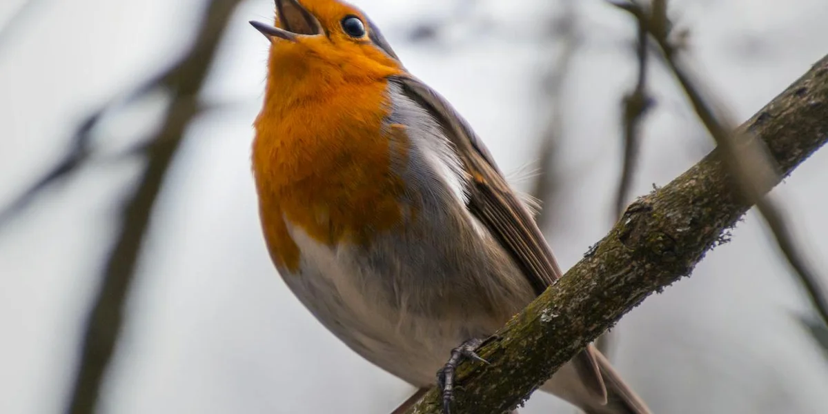 Close-up of a robin-like bird with a bright orange chest perched on a tree branch, looking upward.