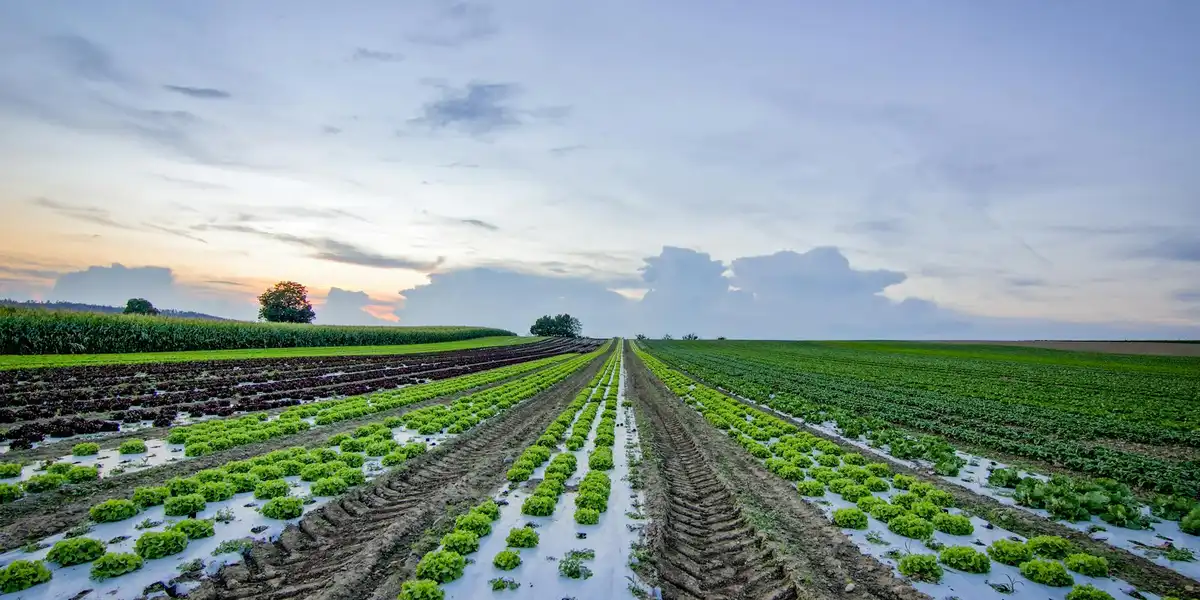 A wide-angle view of a flat farmland with neatly planted rows of green crops, irrigation channels between them, and a distant horizon under a soft, partly cloudy sky.