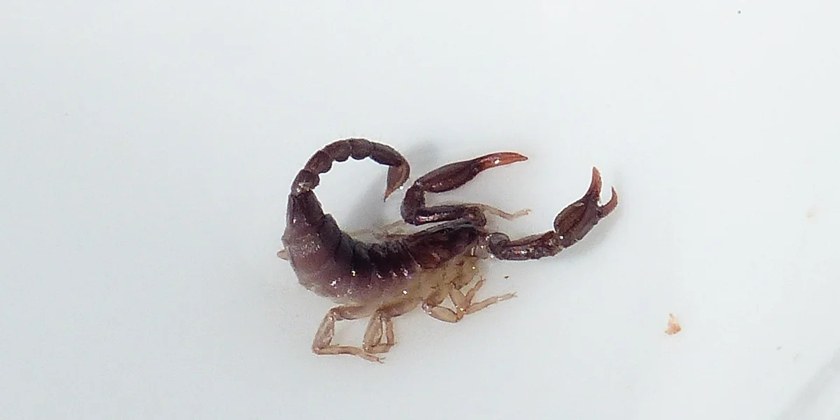 A scorpion on a white surface, symbolizing warning and fear in dreams.