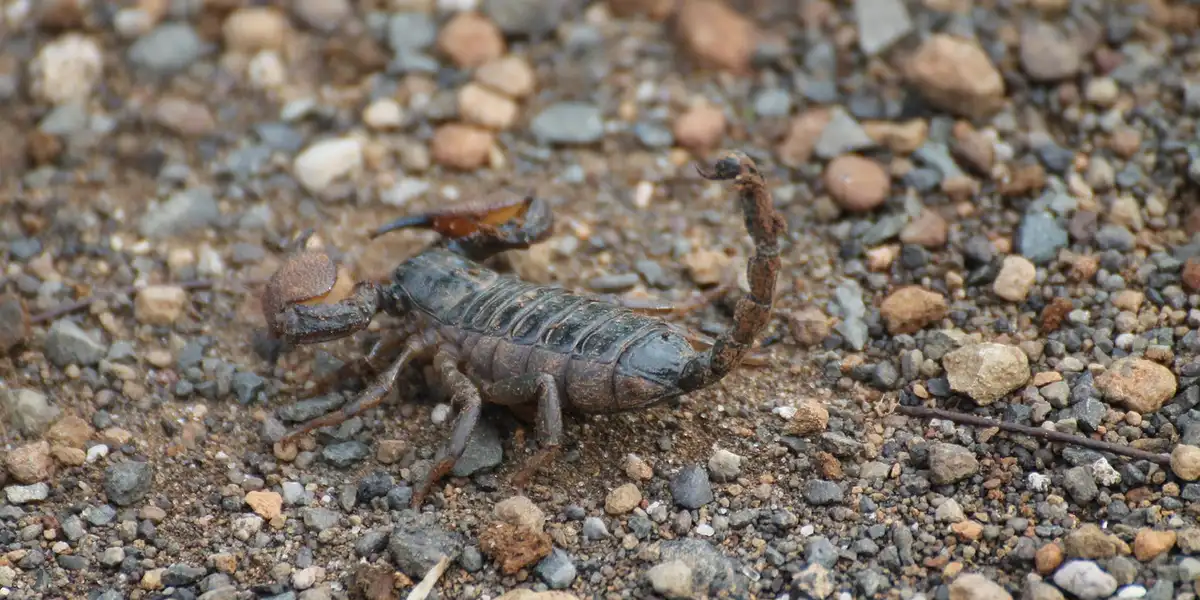 Close-up of a scorpion on a gravel surface, highlighting its curved tail and armored body.