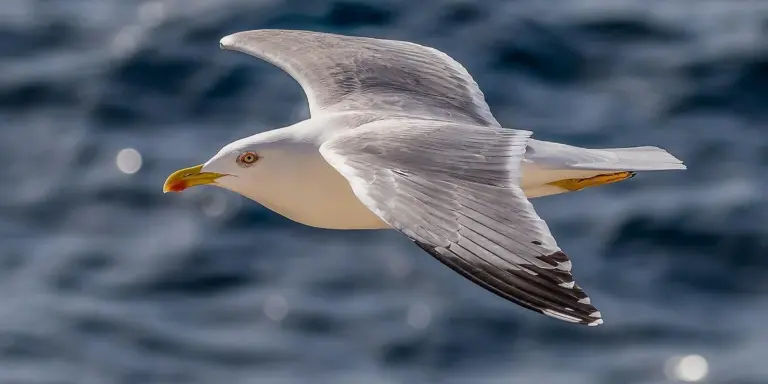 White seagull flying over a dark blue ocean