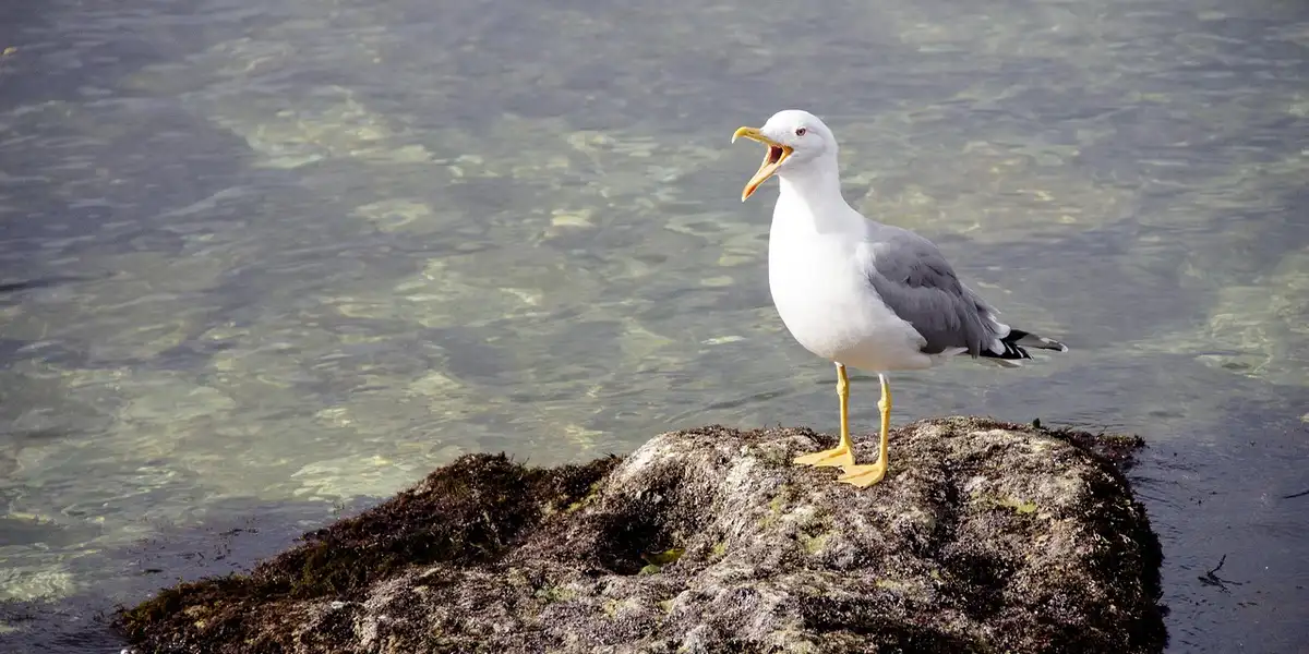 A seagull standing on a rock in shallow water with its beak open as if screaming.