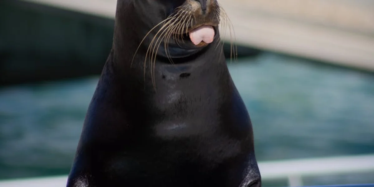 Close-up of a dark seal sticking out its pink tongue toward the camera, with water in the background.