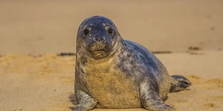 A seal lying on a sandy beach, looking toward the camera with a curious expression.
