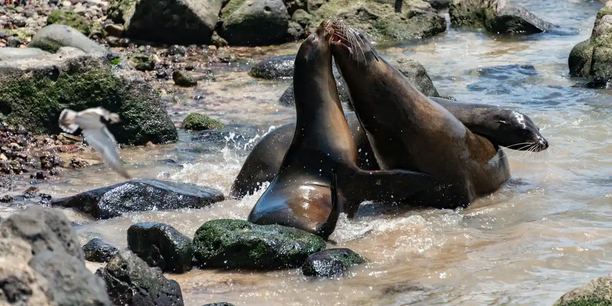 Two seals playing on a rocky shoreline with water splashing around them.