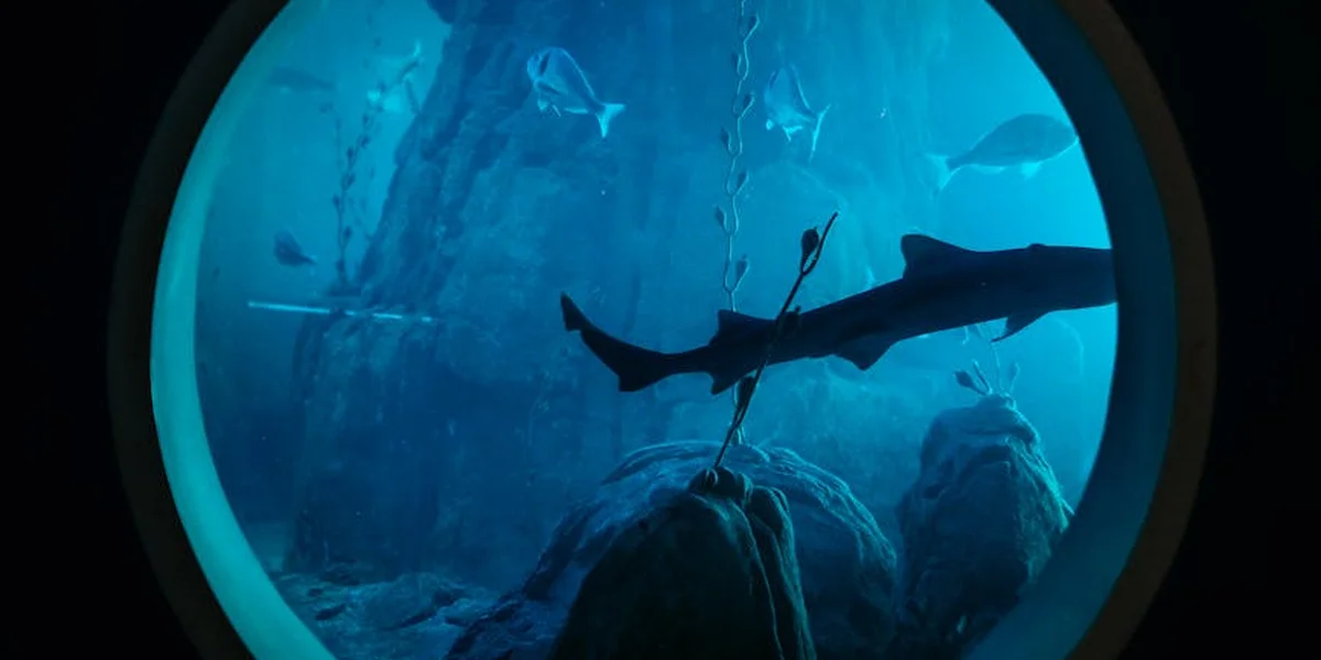 A shark swimming in blue ocean seen through a circular porthole, with dark surrounding edges suggesting a submarine or cave environment.
