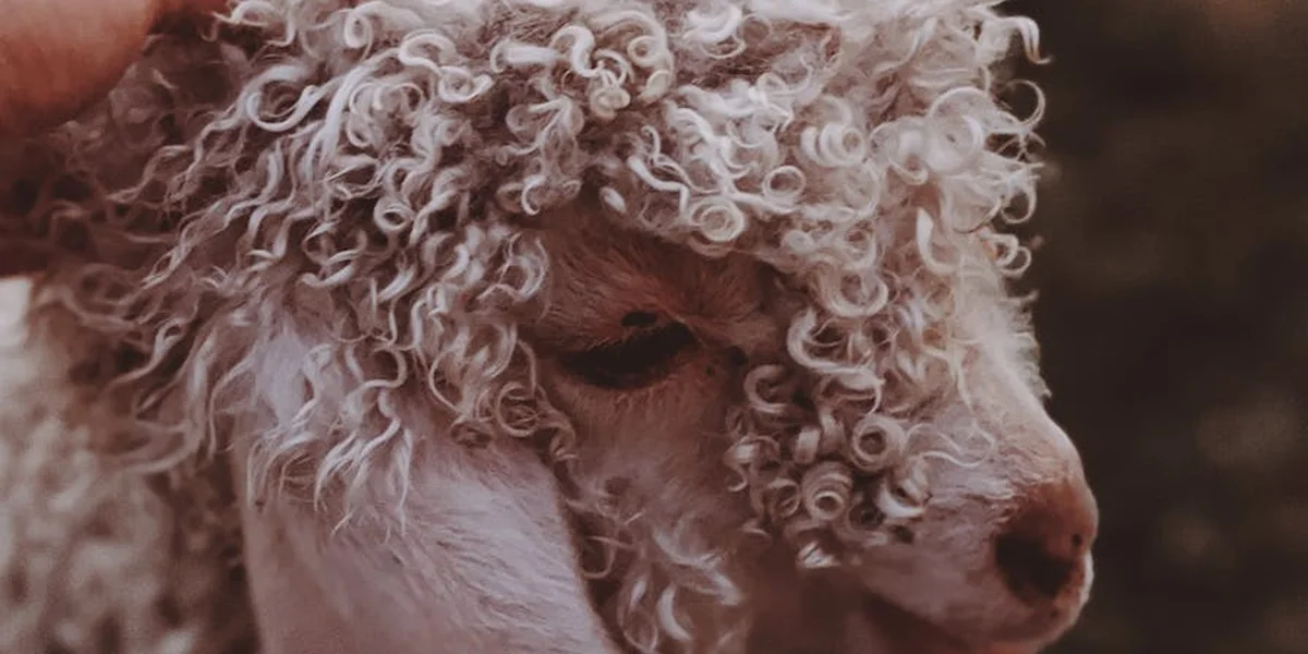 Close-up of a curly white sheep's face with textured wool and a calm, contemplative expression.