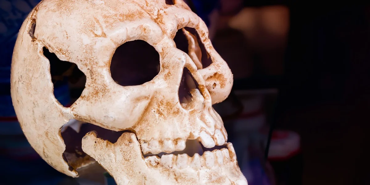 Close-up of a human skull in warm lighting, symbolizing mortality and the subconscious fears tied to dreaming about death.