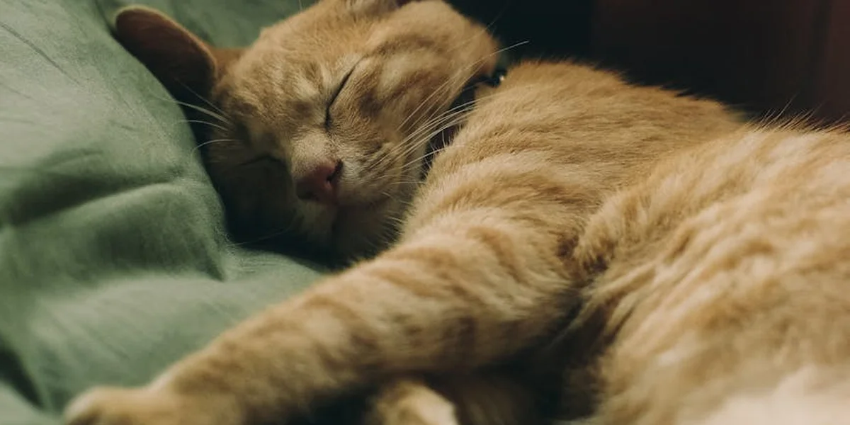 Orange tabby cat sleeping peacefully on a green blanket