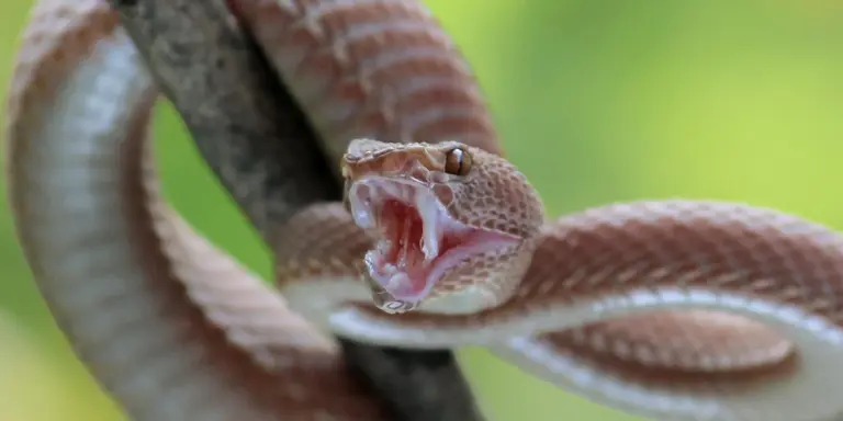 Close-up of a coiled snake with its mouth open, ready to strike.