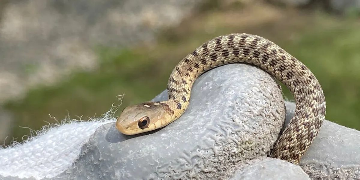 A patterned snake coiled into a gentle spiral on a light gray rock, symbolizing the sacred spiral in spiritual awakening.