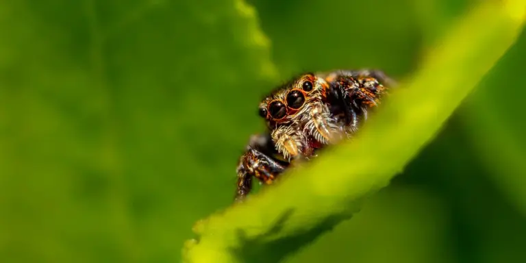Close-up of a small spider perched on a bright green leaf