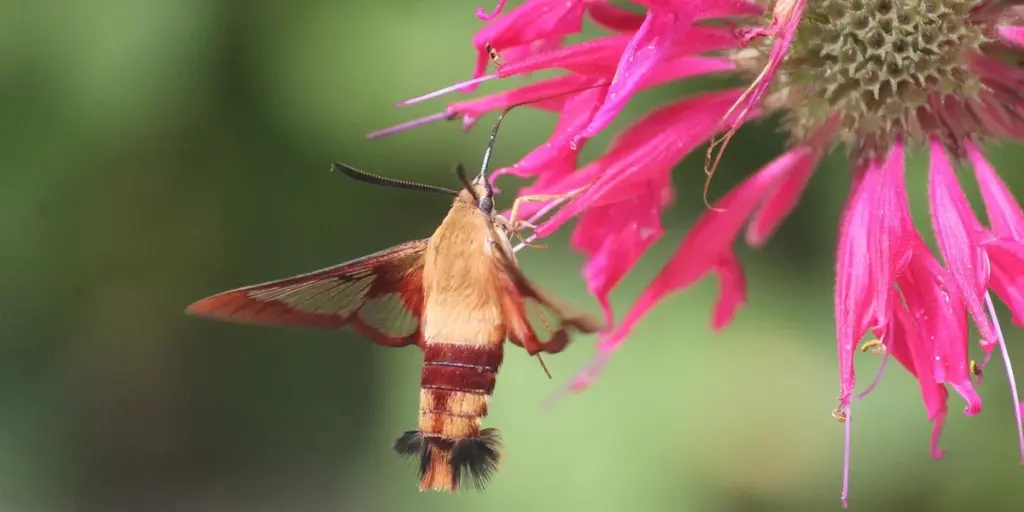 Spiritual Meaning of Moths in Dreams: Your Guide to Hidden Messages