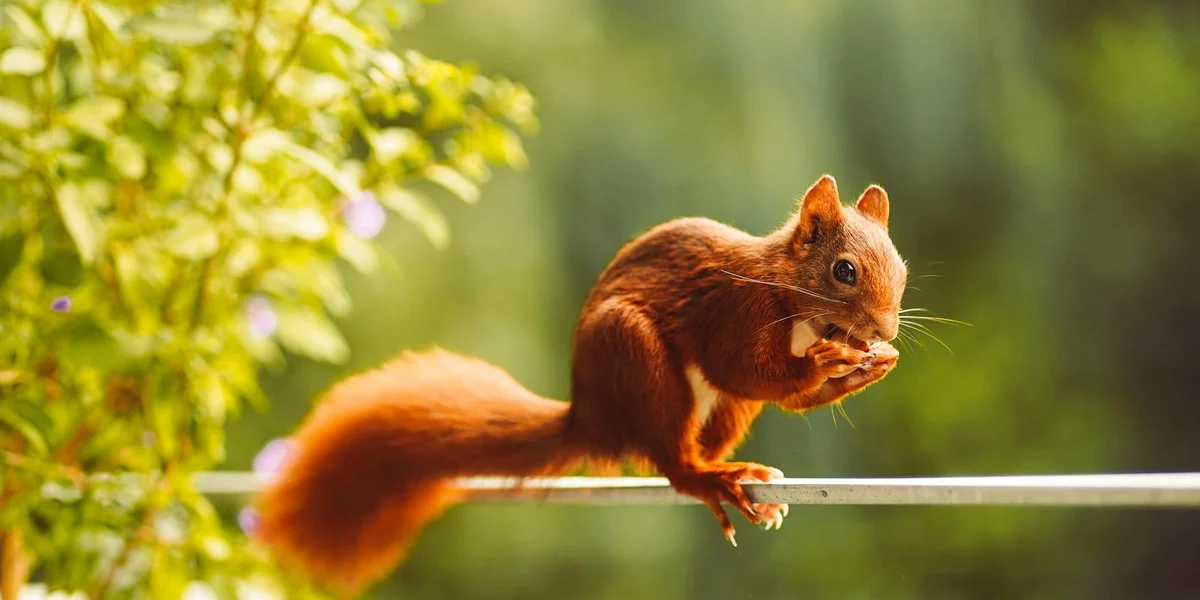 Brown squirrel perched on a wire with a green, blurred background.