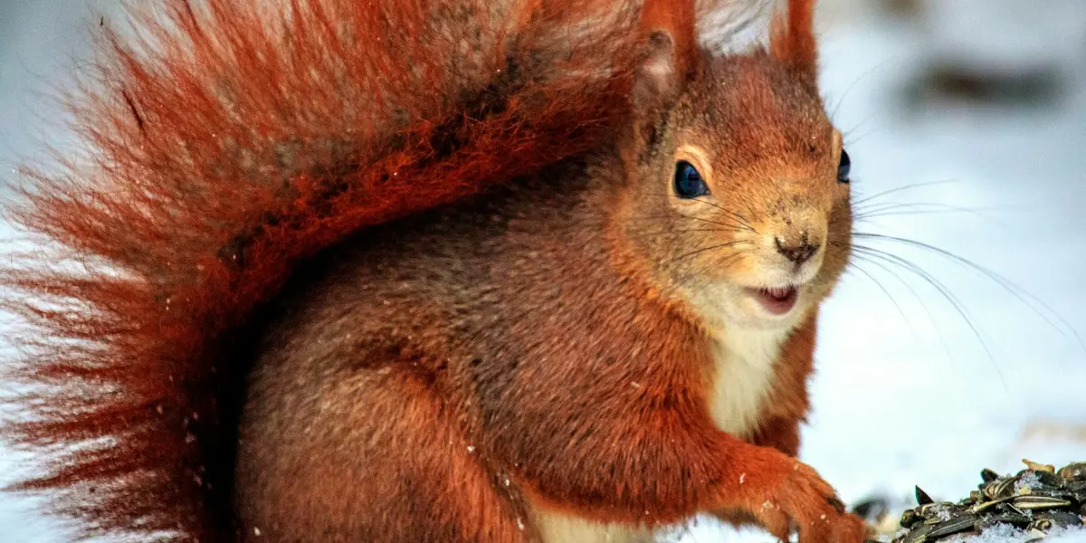 Close-up of a red squirrel with a fluffy tail against a snowy backdrop, conveying alertness and preparedness.