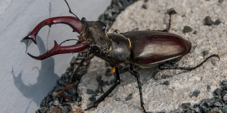 Close-up of a large stag beetle with curved mandibles on a rough gray rock.