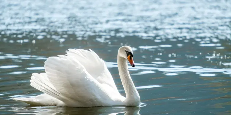 White swan gliding across calm blue water