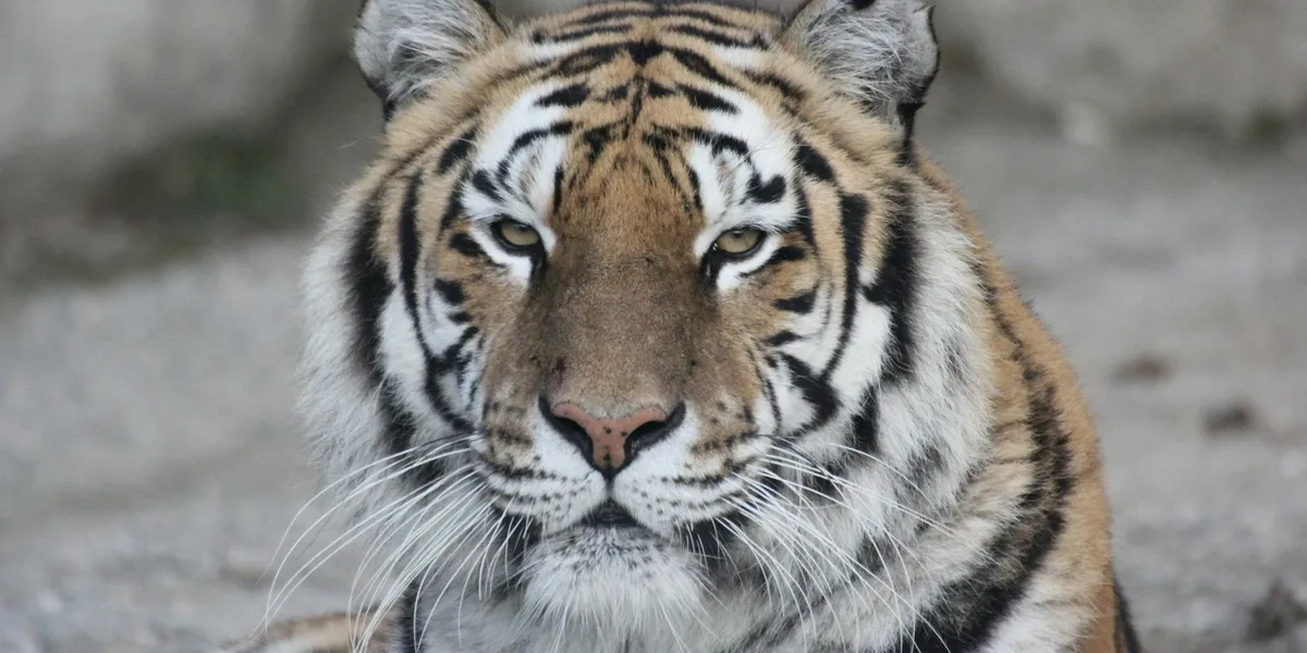 Close-up of a tiger's face with amber eyes, conveying power, focus, and the dream's teachings.
