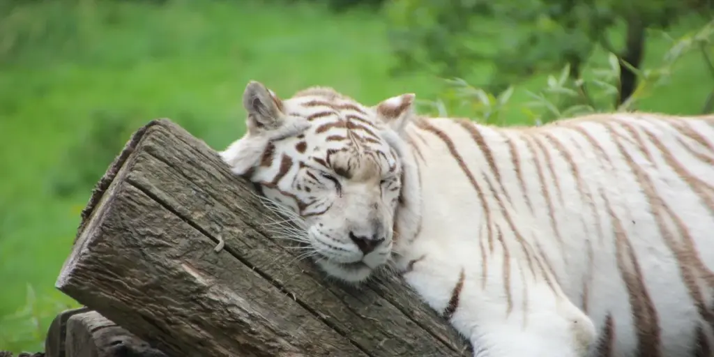 Dreaming of Tigers: Interpreting Power, Fear, and Spiritual Signs
