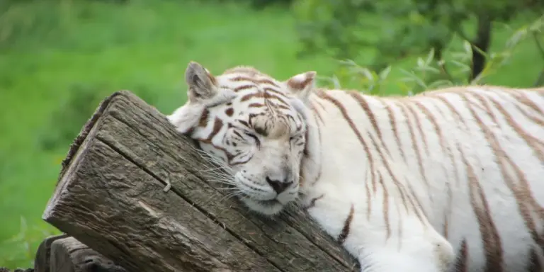 White tiger resting its head on a weathered log in a lush green forest