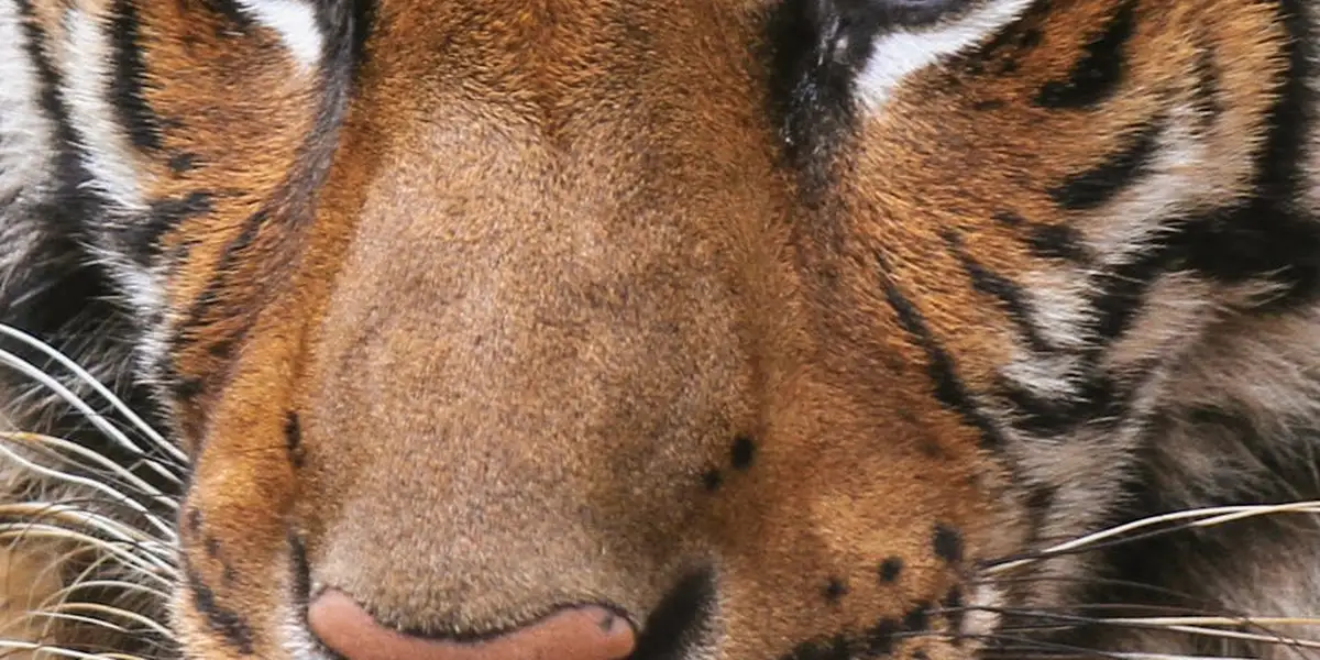 Close-up of a tiger's face with orange fur and black stripes