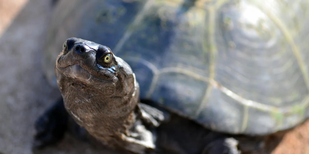 Close-up of a turtle looking upward, with a textured shell and a calm, focused expression.