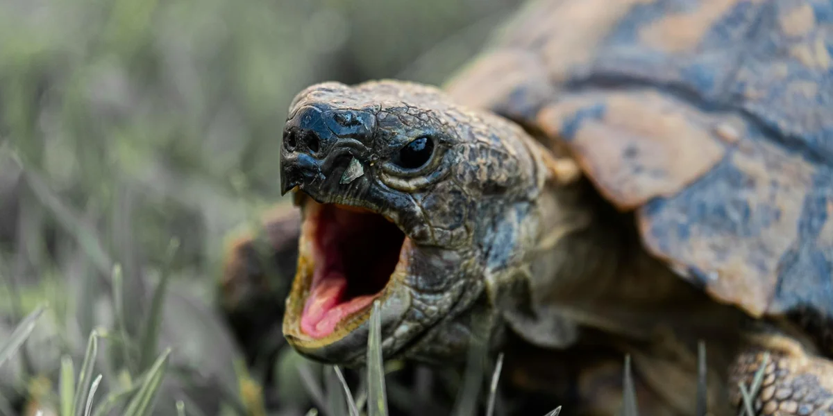 Close-up of a turtle with its mouth open in a natural setting, representing a dream-spirit guide.