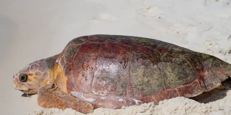 Close-up of a turtle on light sandy ground, showing its shell and head.