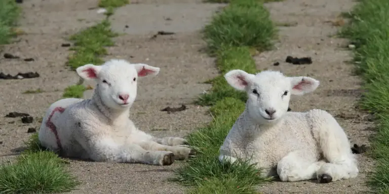 Two white lambs resting on a dirt path with green grass along the sides.