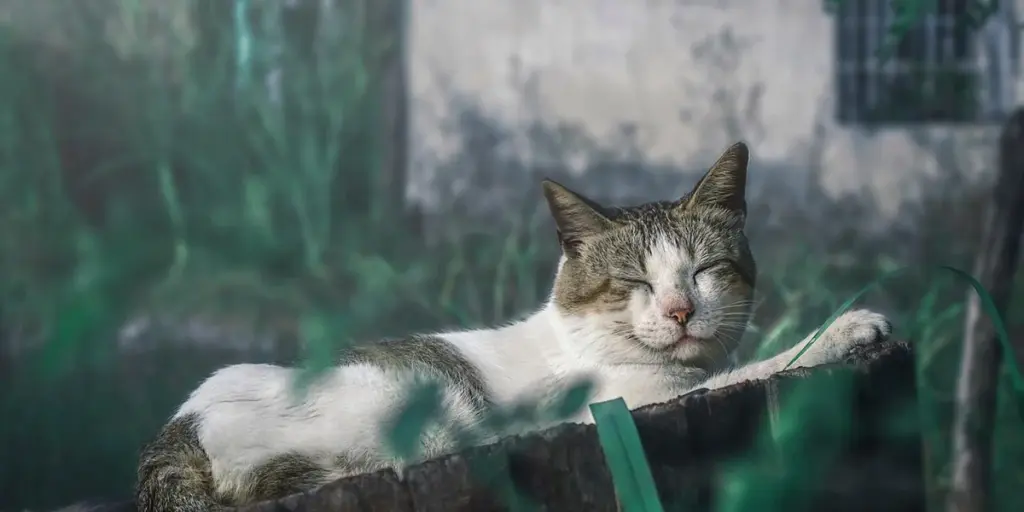 Unpacking Grief: How Dreams Help Us Process the Loss of a Pet