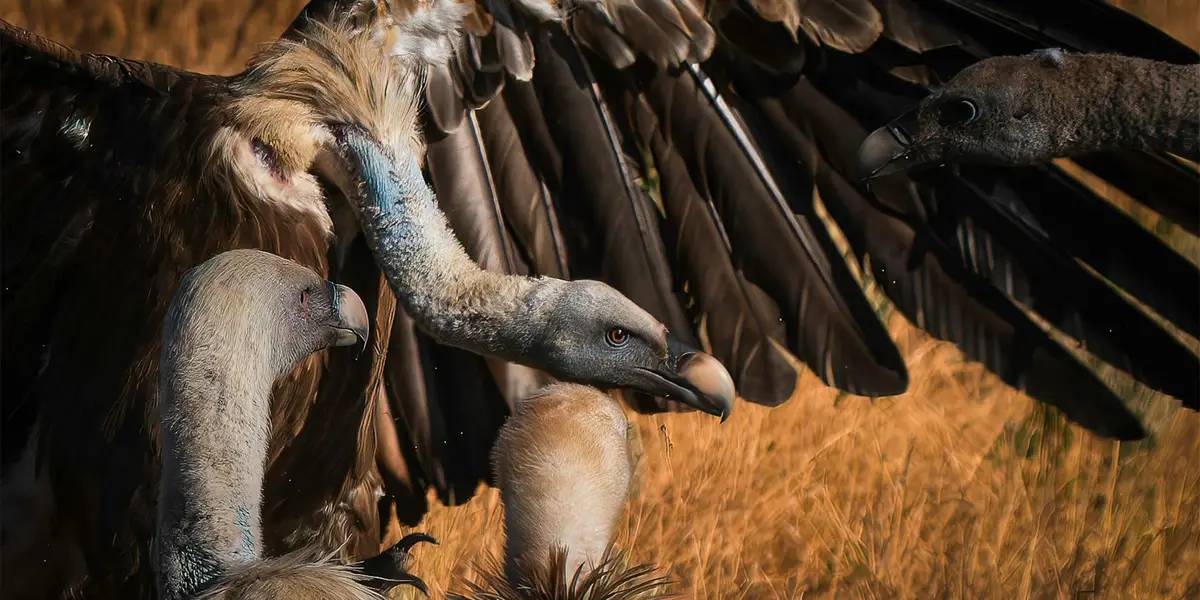 Vultures with wings spread on a sunlit, dry grassy plain
