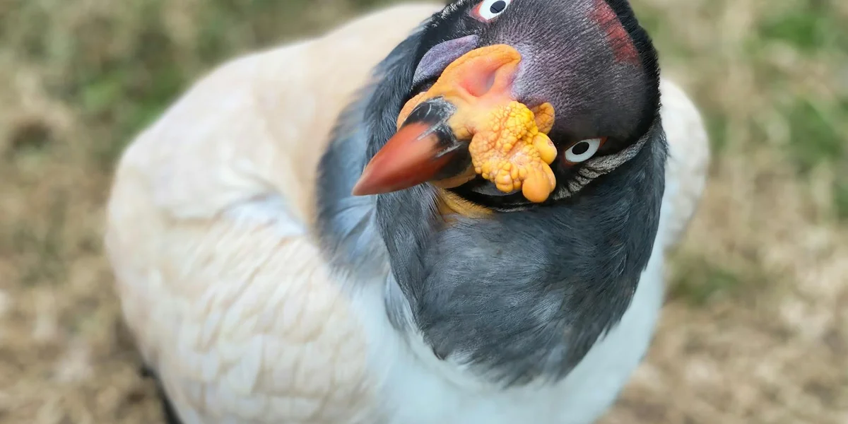 Close-up of a vulture with a dark head, orange beak, and pale body, looking toward the camera.