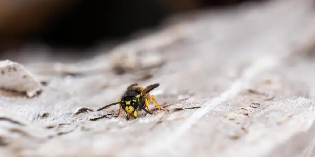 Spiritual Meaning of Wasps in Dreams: Understanding the Buzz