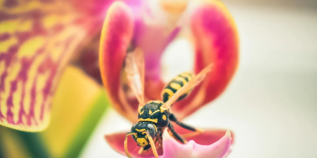 Close-up of a wasp with black and yellow stripes perched on a vibrant pink and yellow flower.