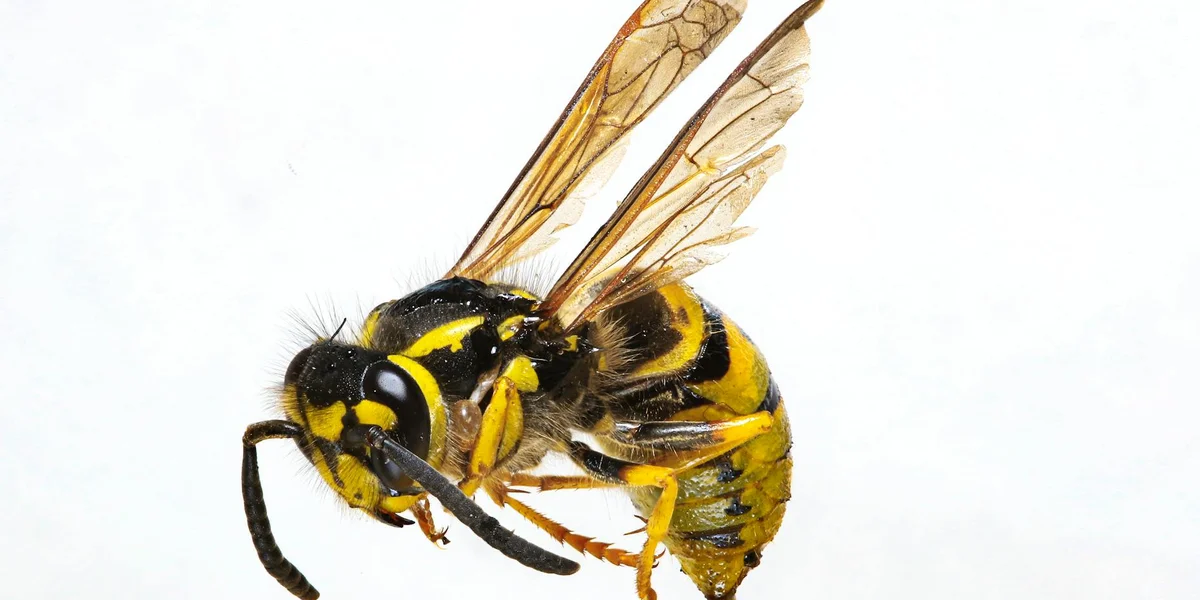 Close-up of a yellow and black wasp against a white background, highlighting its wings and antennae.