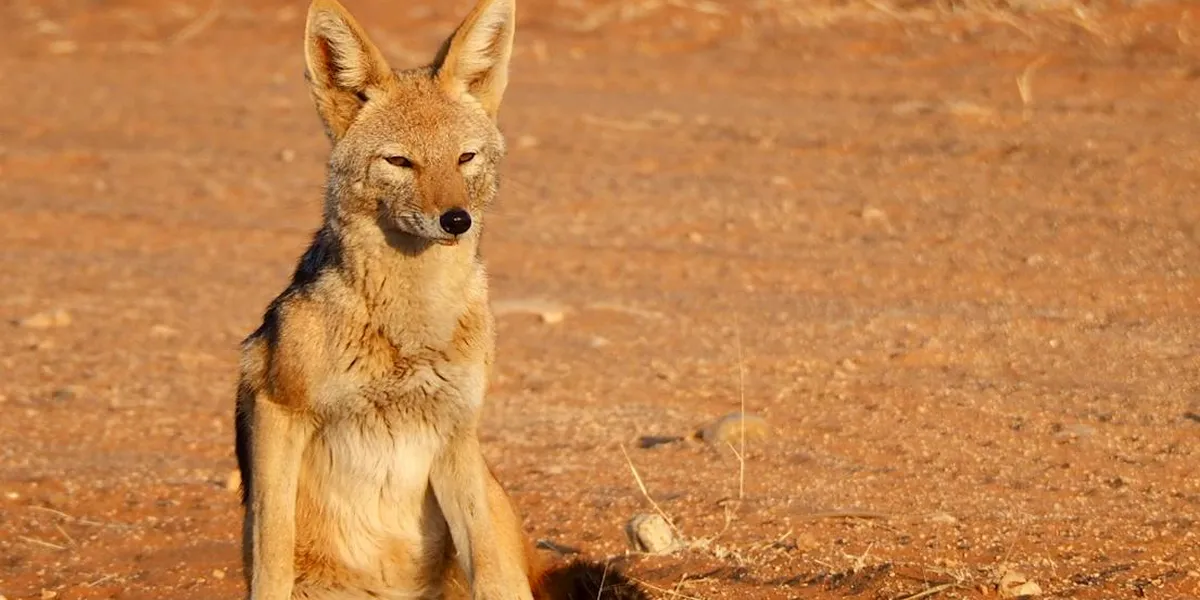 A lone coyote stands in a sunlit desert landscape with warm, earthy tones.