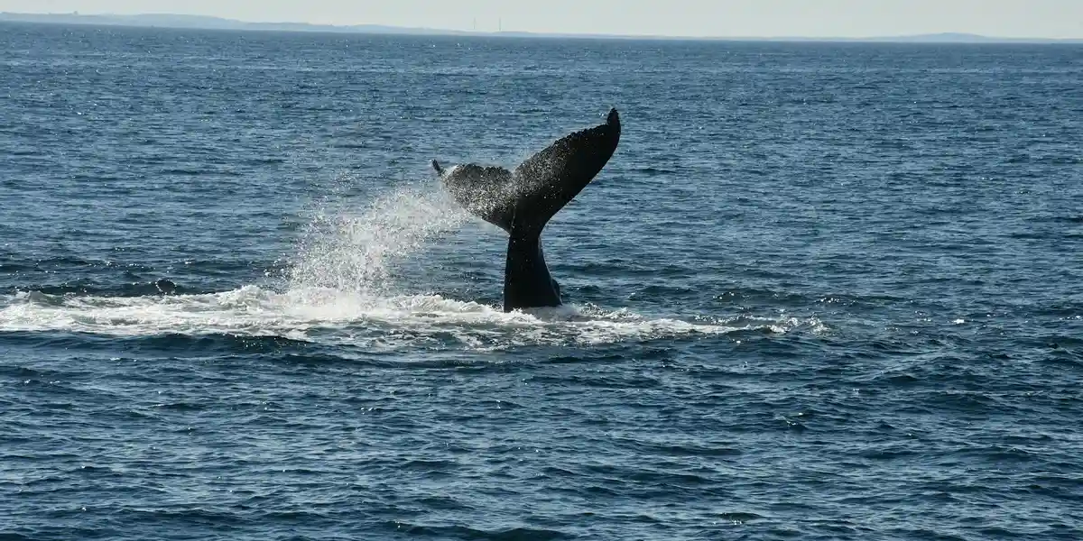 A whale's tail fluke rises from dark blue ocean water, spray flying as it dives back beneath the surface.