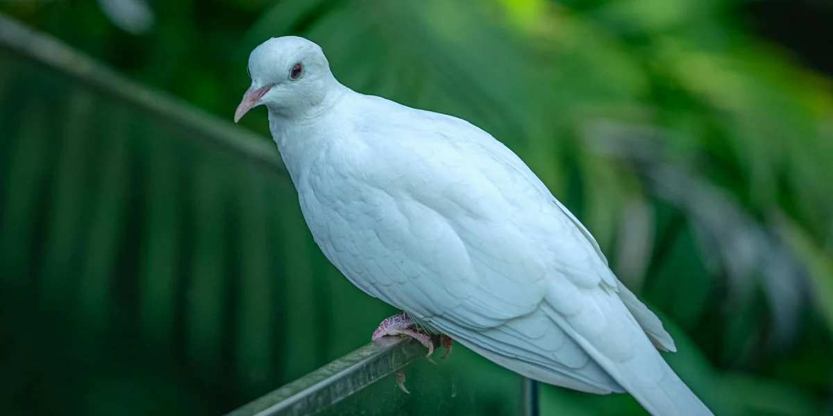 A white dove perched on a wooden railing against a lush green background.