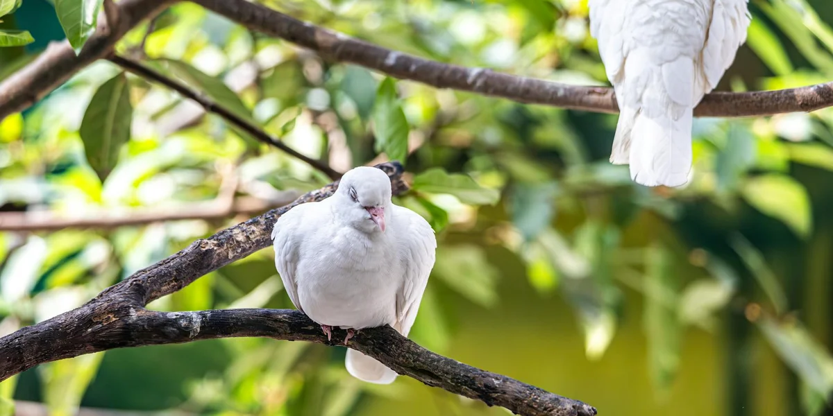 Two white doves perched on a branch among green foliage, symbolizing purity and spiritual awakening.