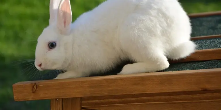 A white rabbit crouching on wooden outdoor steps with green grass in the background