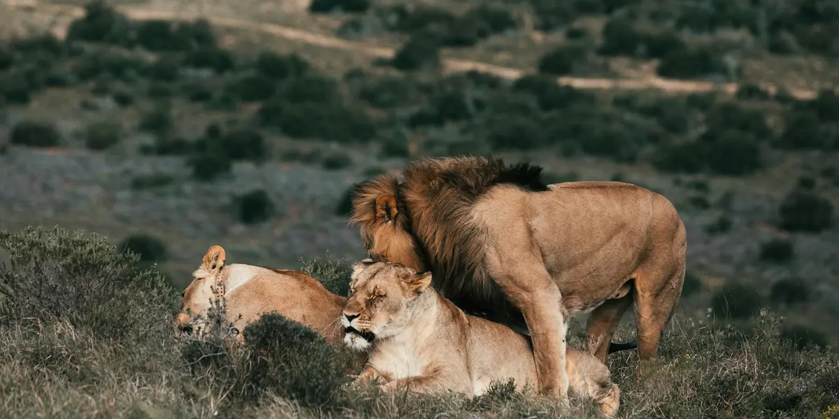 A male lion standing over a reclining lioness in a grassy savannah, conveying protection, primal power, and instinctive presence.
